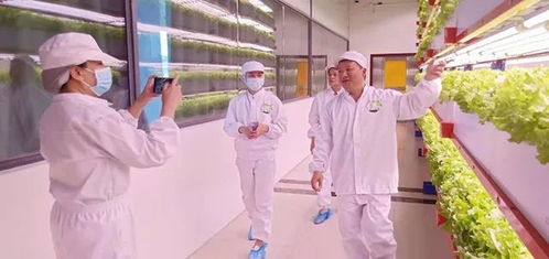 看菜不是菜，看菜還是菜 文化傳媒的鏡像與重構